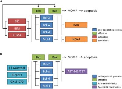 Frontiers BH3 Mimetics For The Treatment Of Prostate Cancer